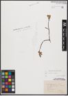 Foto von Salix aurita L. x Salix repens L.